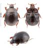 Gnathoncus communis
